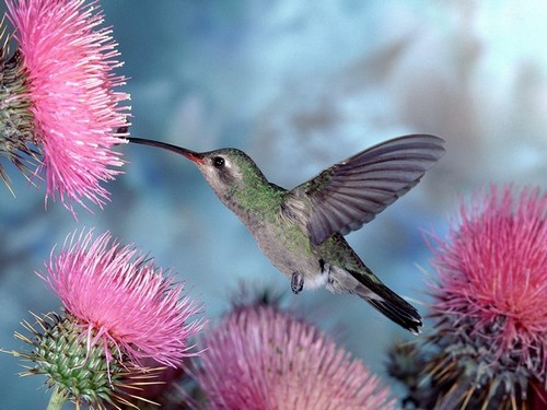 Загадки про птиц детям колибри