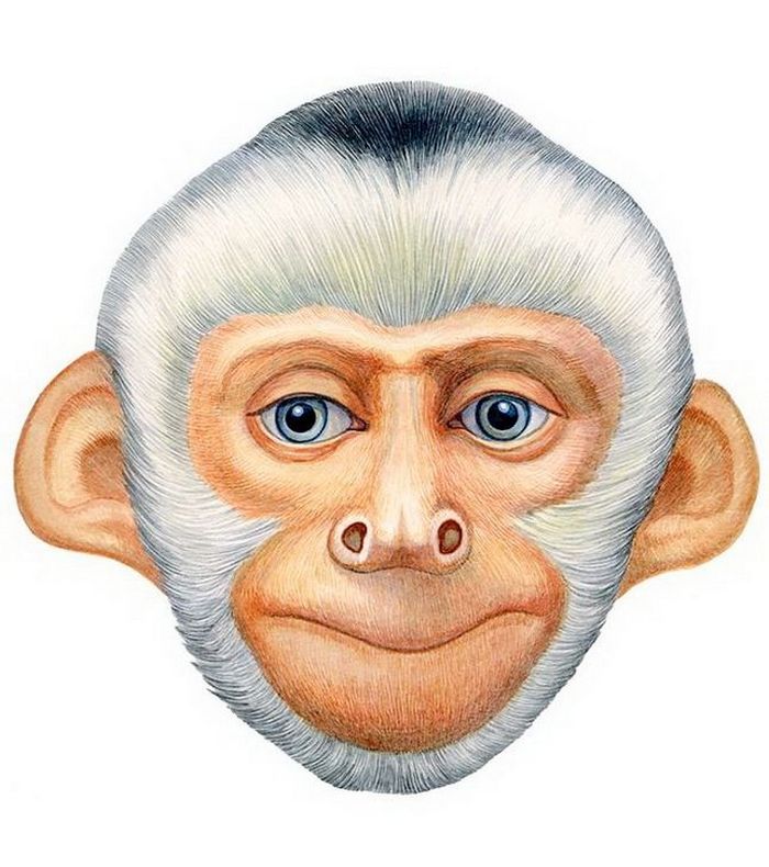 Шаблон маска обезьяны на новый год2