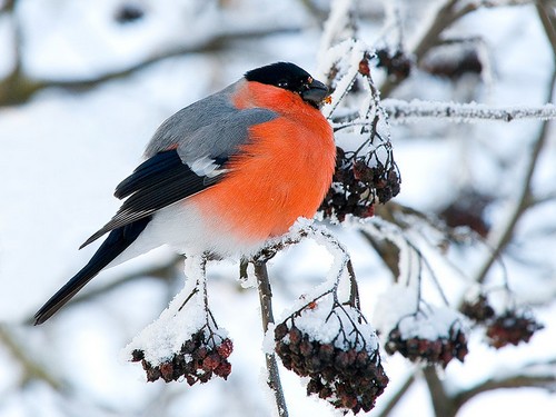 Загадки про птиц детям снегирь