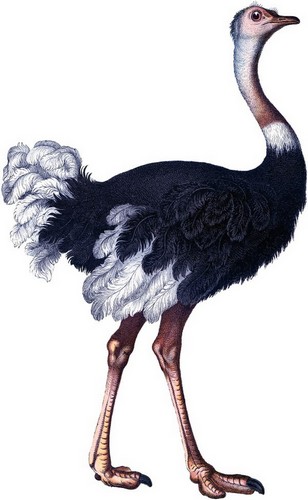 Загадки про птиц детям страус