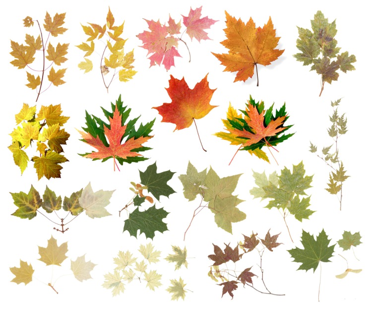 Картинки Осенние листья детям
