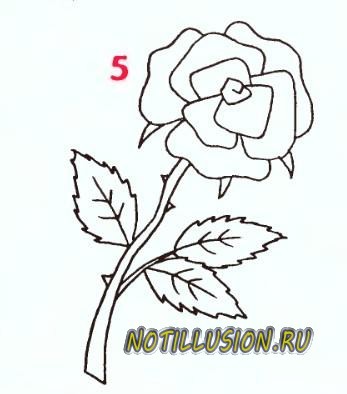 рисуем розу5