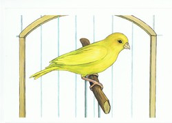 Загадки про птиц детям